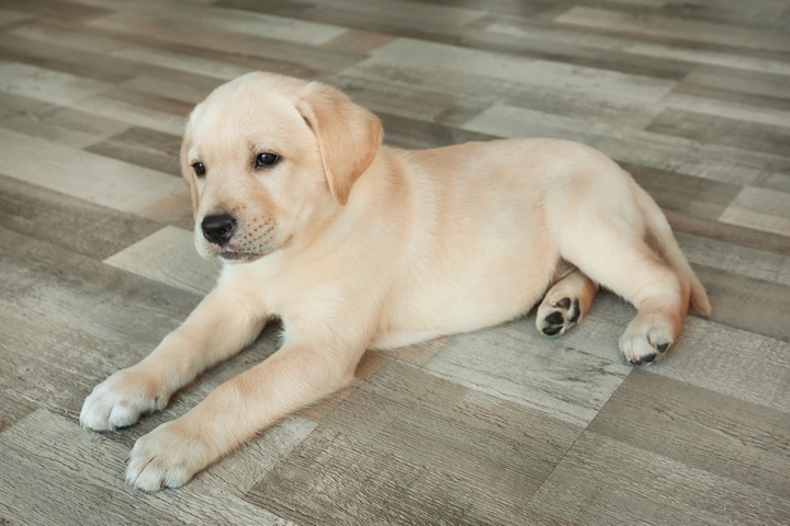 can golden retrievers live in apartments 5 tips to make a cozy space for your new puppy the momma bird can golden retrievers live in apartments 5 tips to make a cozy space for your new puppy the momma bird